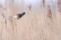 blauwborstje (Luscinia svecica) 3-2021 6740